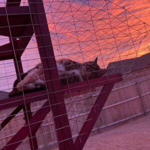Cat resting inside the catio