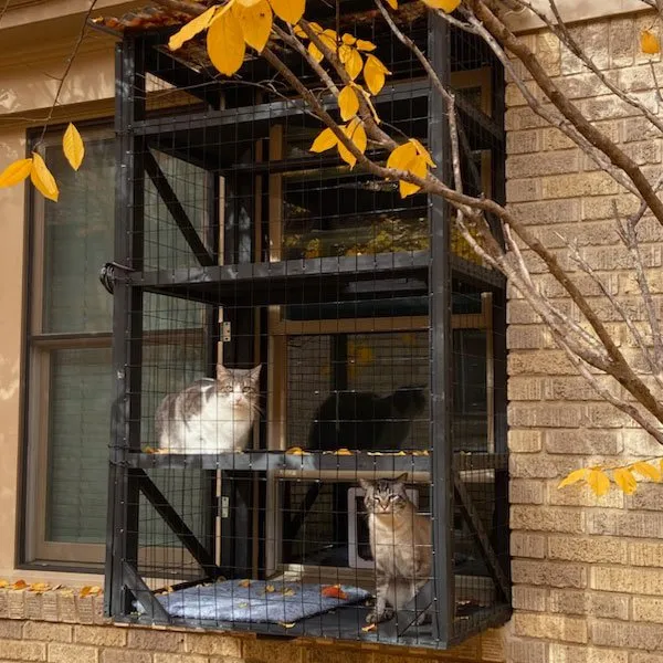 Two cute cats inside the catio