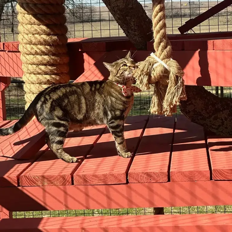 Cat with rope
