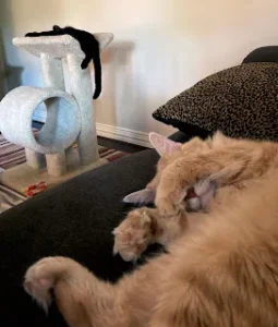 A Cat