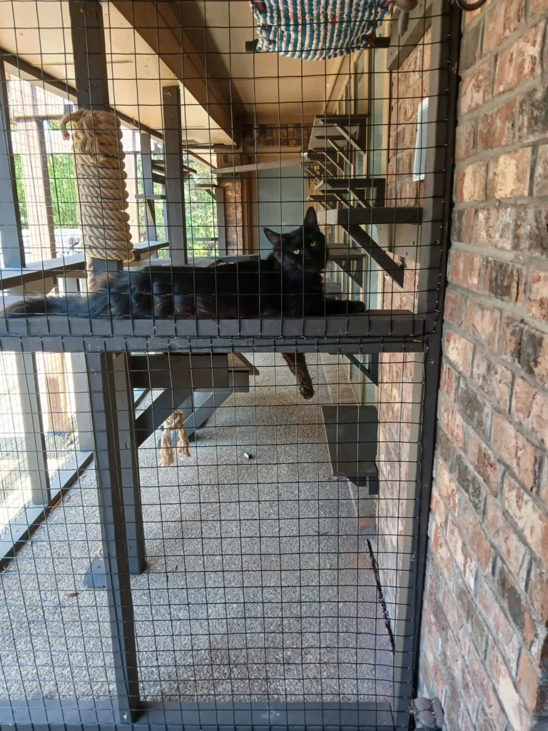 cat-fence-catio-catiosoftexas_-scaled