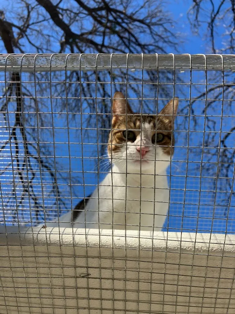 Cute Cat