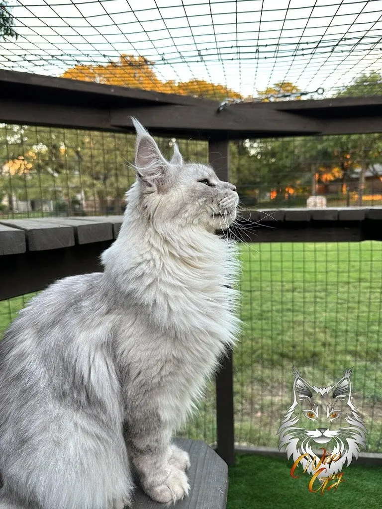 catio-near-me-catiosoftexas_ (1)