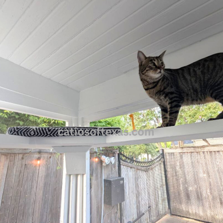 Best Catio Builder Catios of Texas.com