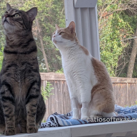 Best Custom Catio Builder DFW Catios of Texas.com