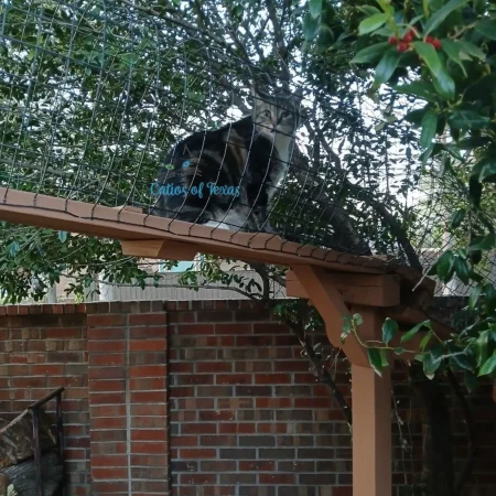 Zee's Texas Trail Catio18