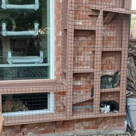 Zee's Texas Trail Catio8